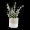 Apple Succulent in Two-Toned Ceramic Pot Artificial Plants