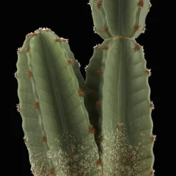 Outlet Artificial Cactus in Ceramic Pot Artificial Plants