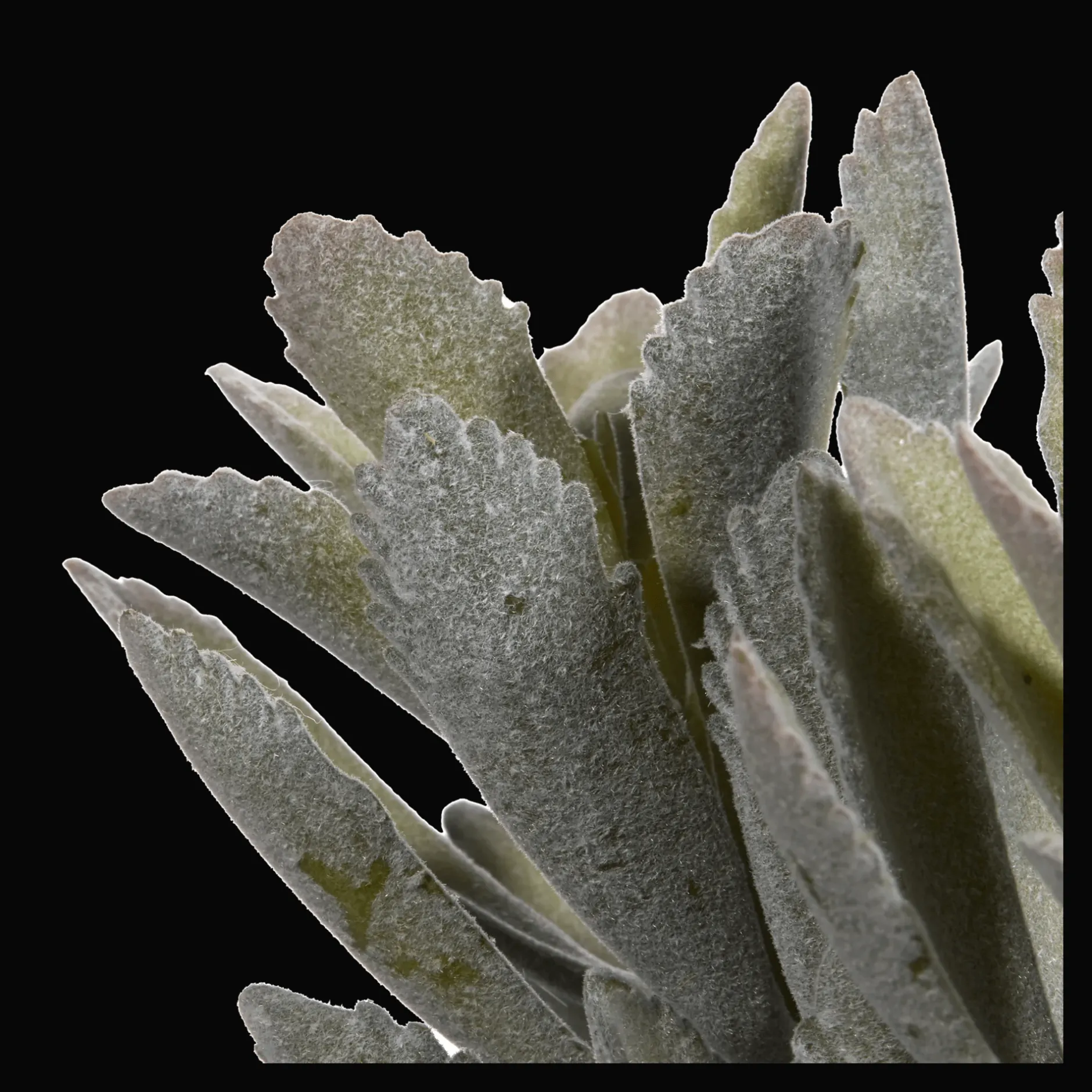 Artificial Panda Plant in Ceramic Pot Artificial Plants