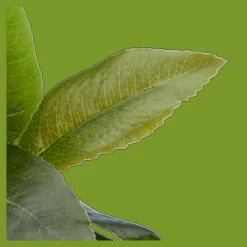 Sale Artificial Plant in Striped Pot Artificial Plants