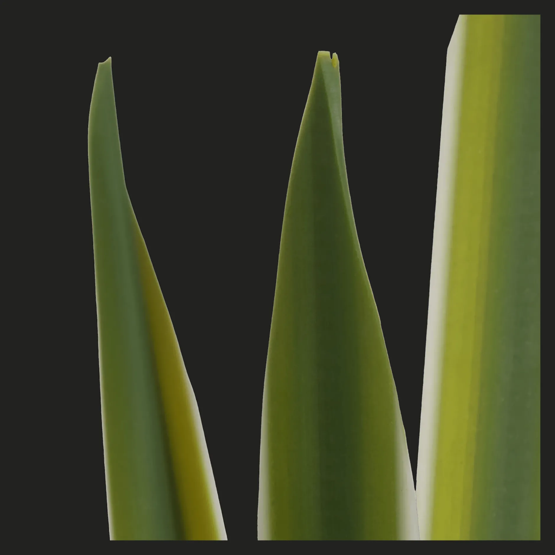 Clearance Artificial Yucca Leaf in Ceramic Pot Artificial Plants