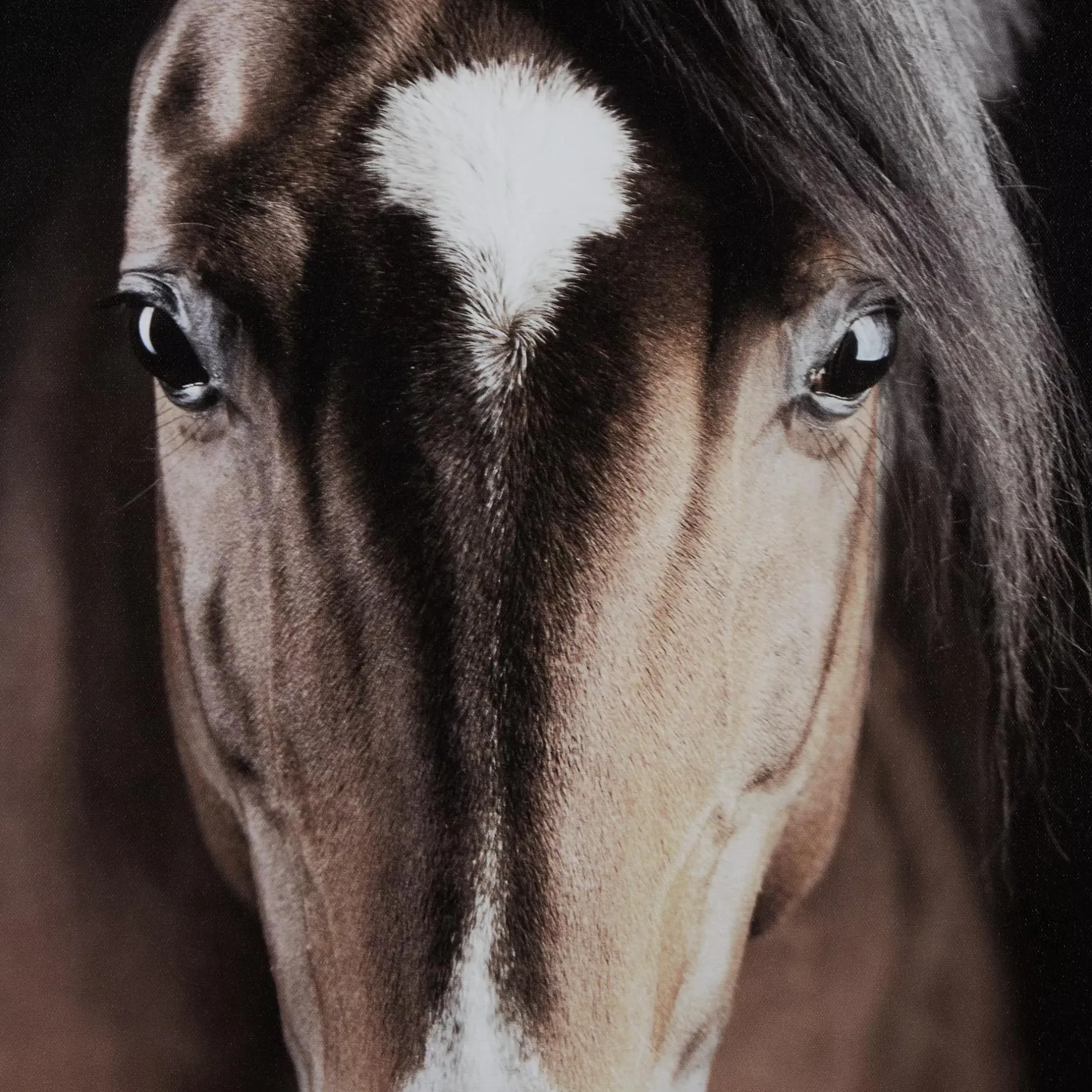 Online Brown Horse Printed Canvas Printed & Photography Wall Art Canvases