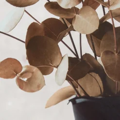 New Eucalyptus Bouquet Framed Art Printed & Photography Wall Art Canvases