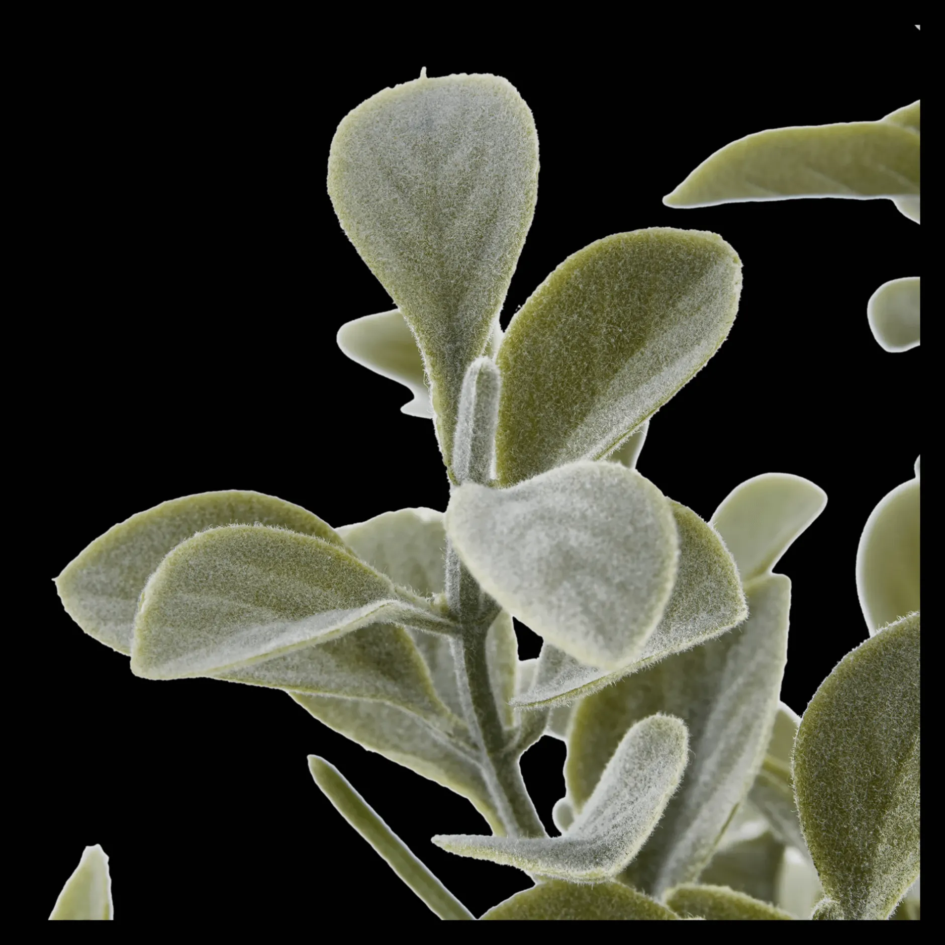 Outlet Eucalyptus Leaf Potted Plant Artificial Plants