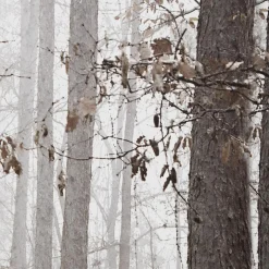 New Fall Passage Printed Canvas Printed & Photography Wall Art Canvases