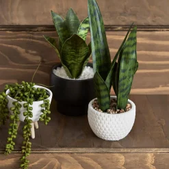Outlet Faux Rattan Ceramic Pot with Artificial Plant Artificial Plants
