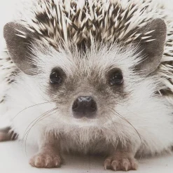 Hedgehog Framed Canvas Printed & Photography Wall Art Canvases