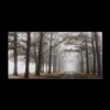 Best Mystical Pathway Printed Canvas Printed & Photography Wall Art Canvases