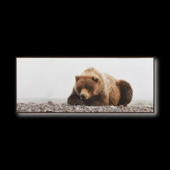 New Resting Bear Framed Art Printed & Photography Wall Art Canvases
