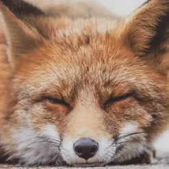 Clearance Sleeping Fox Wall Art Printed & Photography Wall Art Canvases